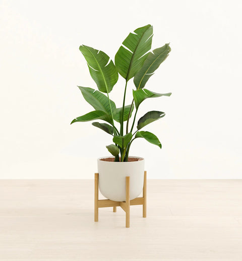 Bird of Paradise XL