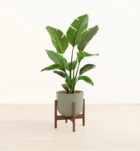 Bird of Paradise XL