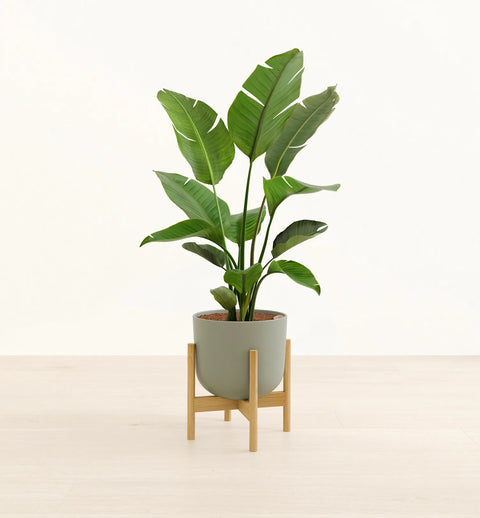 Bird of Paradise XL