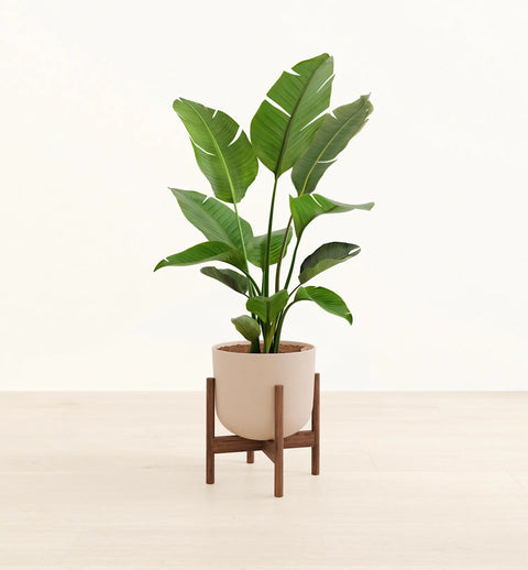 Bird of Paradise XL