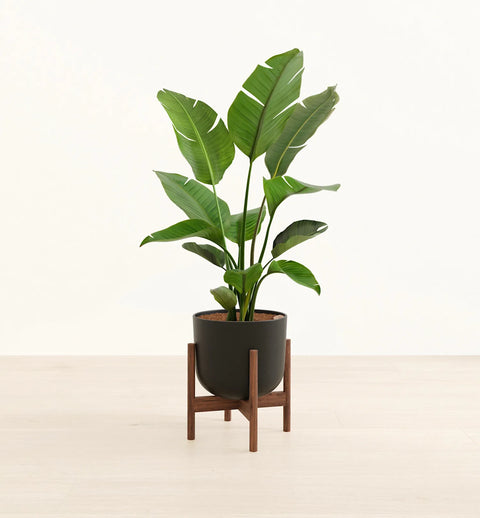 Bird of Paradise XL