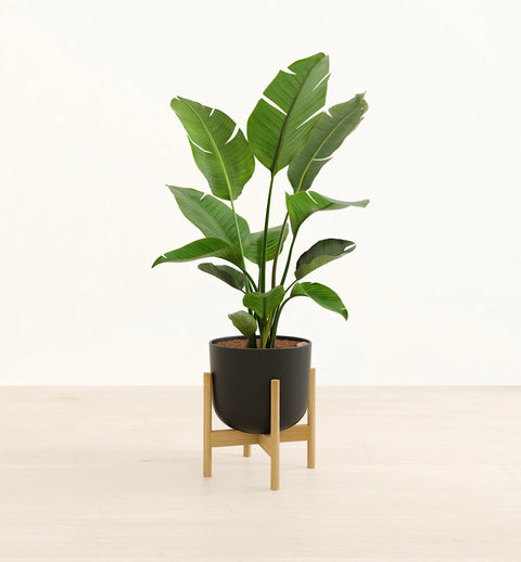 Bird of Paradise XL