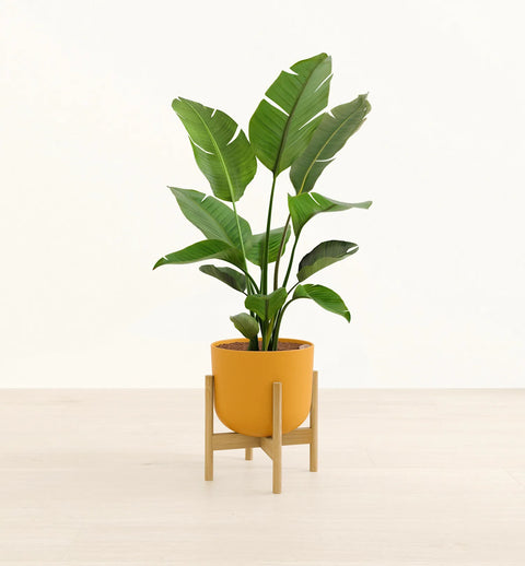 Bird of Paradise XL