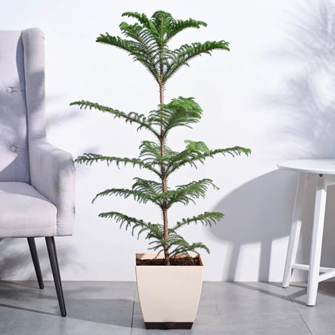 Norfolk Pine XL