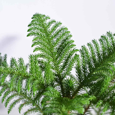 Norfolk Pine XL