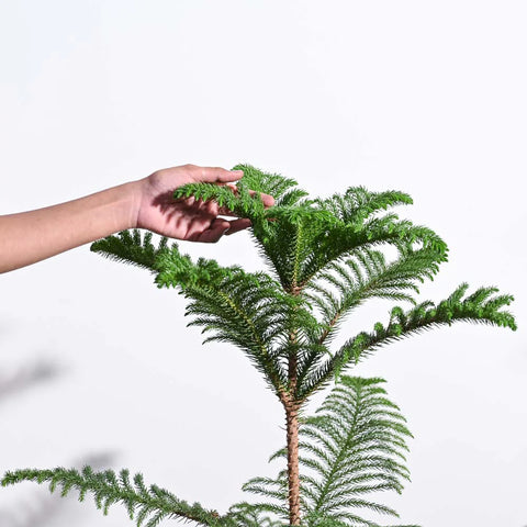 Norfolk Pine XL
