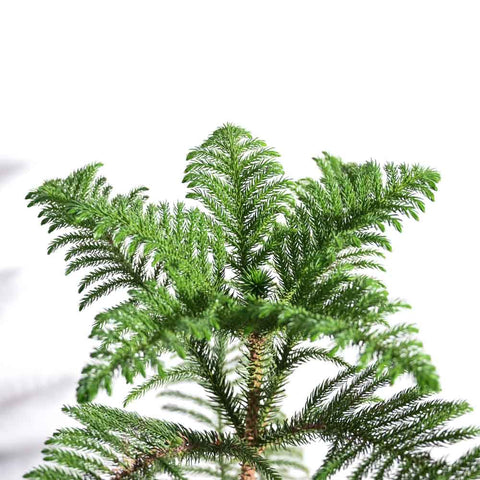 Norfolk Pine XL