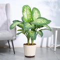 Dieffenbachia Tropic Snow XL