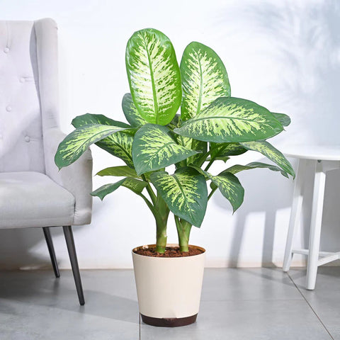 Dieffenbachia Tropic Snow XL
