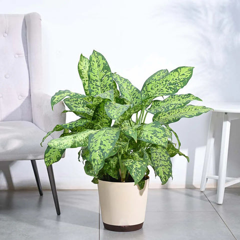 Dieffenbachia Cheetah XL