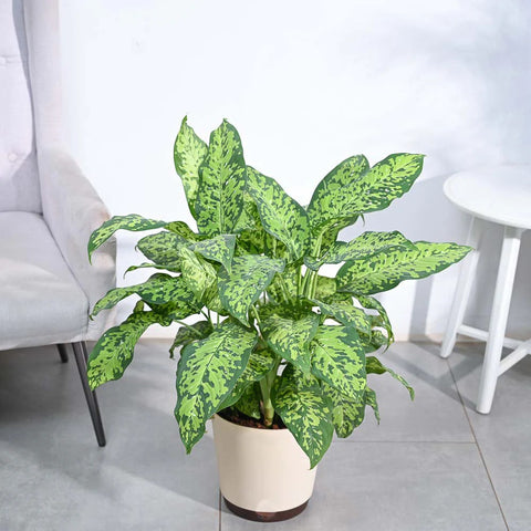 Dieffenbachia Cheetah XL