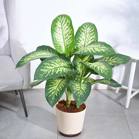 Dieffenbachia Tropic Snow XL
