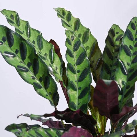Calathea Rattlesnake