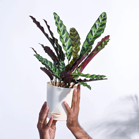Calathea Rattlesnake