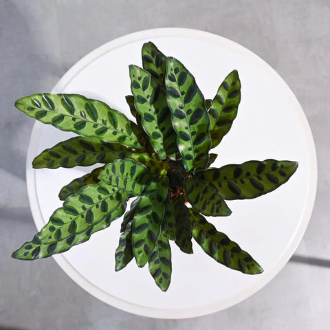 Calathea Rattlesnake