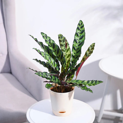 Calathea Rattlesnake
