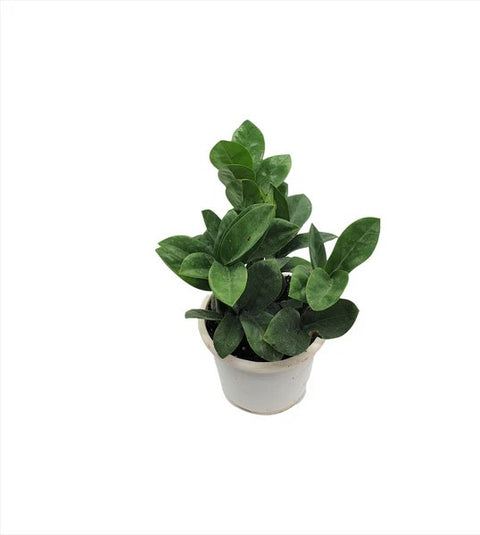Dwarf ZZ Plant