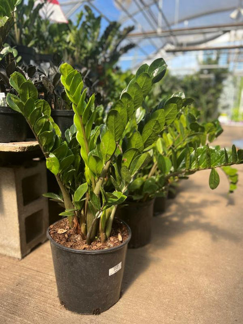 Zamioculcas Zamiifolia (ZZ Plant)