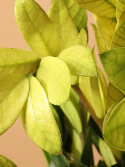 Zamioculcas Zamiifolia 'Chameleon'